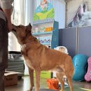 플레이 바우 펫살롱 | 펫 피트니스 #4 : 노령견 운동 루틴 만들기, 기본동작 요약