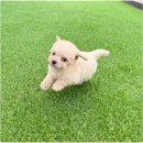 동행 애견 돌봄센터 하남점 | 동행 애견돌봄센터 각각의 반려동물 선생님 배치 케어 하남고양이무료분양