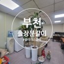 부천출장전문디테일링 | [부천 출장분갈이] 사무실 행운목 분갈이 후기｜출장분갈이 전문 플레이스콤마