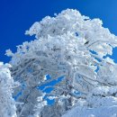 솔가지목장 이미지