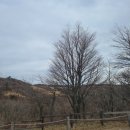 덕인목장 | [강원도 평창] 대관령 삼양목장 겨울 방문 솔직후기