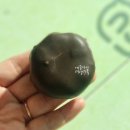 CU 오천신세계점 | cu편의점 두바이 제품 카다이프 쫀득초코, 마카롱 맛본 후기