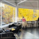 (주)은행나무 | 울산 삼산 카페 초석로스터스 11월 마지막주 은행나무 뷰 솔직후기