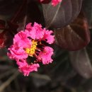 수원-1367 이미지