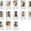 도그보니타 이미지