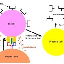 간염과 핵산, B Cell 과 T Cell, 핵산과 질병, 핵산이 풍부한 음식 TOP 7 이미지