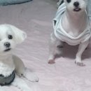 늘푸른동물병원 이미지