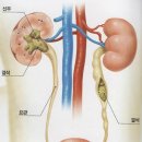아틀라스동물의료센터 네이버블로그