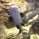 평강공주와온달장군 이미지