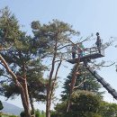 구례소나무정원 이미지