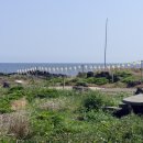 성산민박 | 제주 성산 가볼만한곳: 초보도 가능! '꽃길만걷차' 스쿠터 타고 유채꽃 해안도로 도전후기🛵