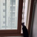 냥놀자 네이버블로그