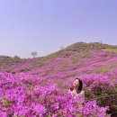 산청 합천 황매산 철쭉축제 , 주차장 등산없이 가는길