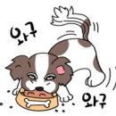 김동물병원 이미지