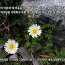 PICTURE&TEXT_20200405_누가복음 10장 27절_하얀 민들레_꽃말 '내 사랑을 그대에게 드립니다'_밀양동부교회 정원에서 이미지