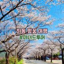 하동 여행 벚꽃 실시간 개화 상황 4월 6일 아너드투어 벚꽃 개화시기 아너드 여행사