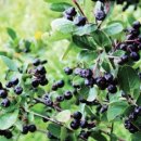 아로니아 이미지