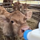 영표농장 이미지