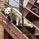 오뉴월개팔자 이미지