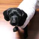 너만멍냥 이미지