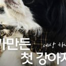 강아지 옷 만들기 이미지