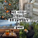 귤바테 | 이색데이트 천혜양 따기 체험"봉봉감귤체험농장"/귤라떼, 귤바테말차 음료맛집, 감성맛집 "귤바테"