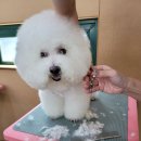 즐거운 애견미용 이미지