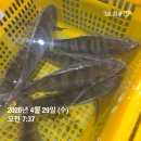 준치회필렛/활감성돔필렛/활낙지/미역줄기/홍어무침/갈치쌈젓/오징어젓 판매합니다 이미지