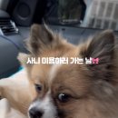 마리애견미용실 이미지