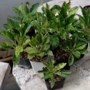 안호농장 이미지