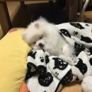 THE반하개 이미지