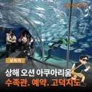 상해 여행 가볼만한 곳! 상하이 해양수족관 아쿠아리움 후기