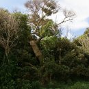 푸른나무 이미지