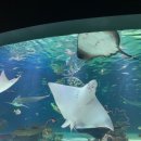 해양빌딩 | 63빌딩 아쿠아리움: 서울의 숨겨진 바닷속 보물
