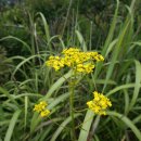 안성리-11 이미지