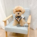 디어뚜뚜 이미지