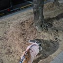 민스타푸드 | 포항 호미곶 2026년 새해 일출 '애견동반' 솔직 후기!