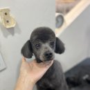 댕댕아리 이미지