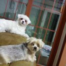 꽃보다 강쥐 이미지