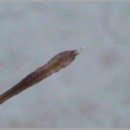 춤추는머리나라 이미지