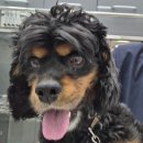 해뜨는 동물병원 이미지