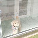 고려 애견 미용실 이미지