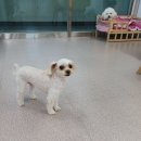 복터진강아지 이미지