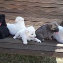 우정진도개 이미지