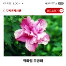 적화립무궁화 이미지