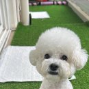 뽀송하개 애견미용 이미지