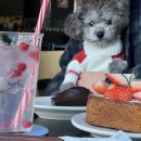 해피독 애견펜션 이미지