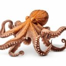 문어이야기 이미지