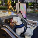 일프로 애견 이미지