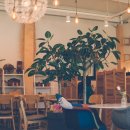 카페그꽃 이미지